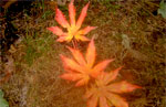 Shirasawasum Palmatifolium