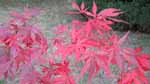 Sherwood Flame